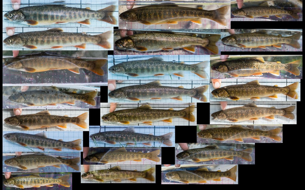 Weighted2015Fish_Dolly_LeftView_2880