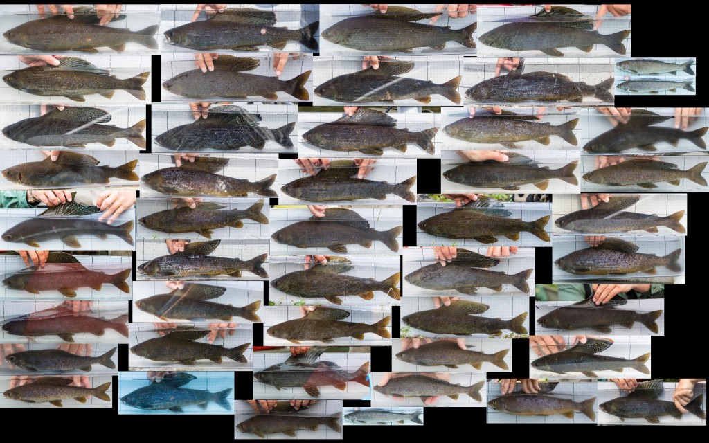 Weighted2015Fish_Grayling_LeftView_2880
